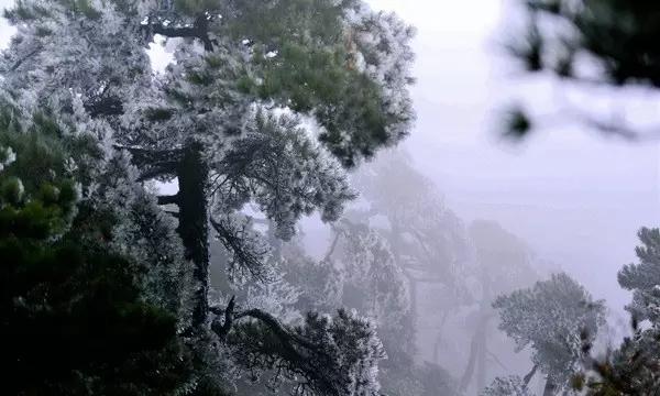 虎胆熊威3